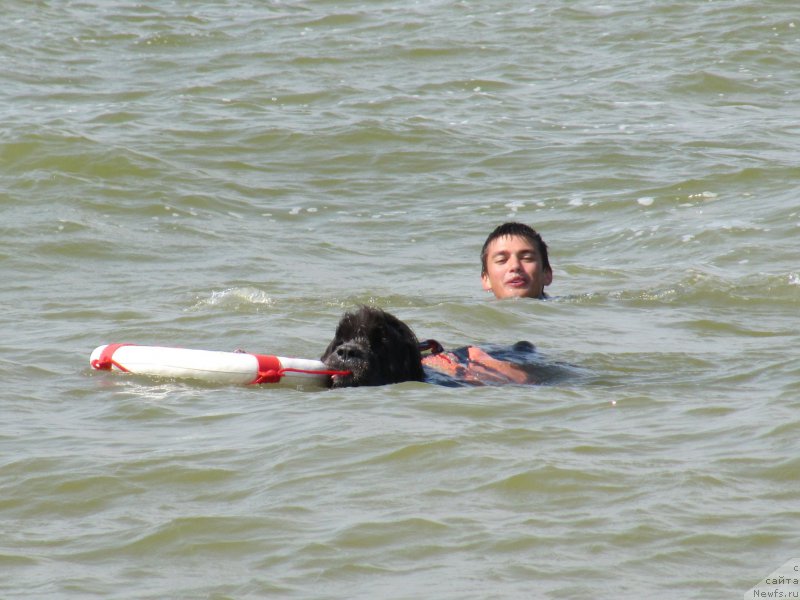 Фото: ньюфаундленд Дюрбахлер Клаб Альфаретта Виньетта, Миша