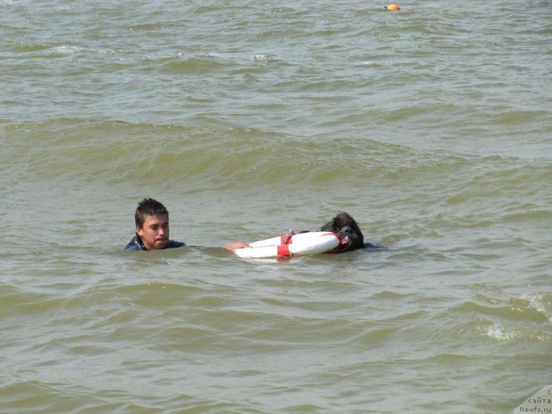 Фото: ньюфаундленд Дюрбахлер Клаб Альфаретта Виньетта, Миша