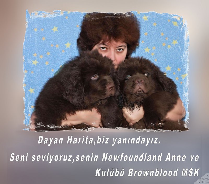 Фото: Елена Шмелева, ньюфаундленд Чармер Денкам Бронз (Charmer Denkam Bronze), ньюфаундленд Чарли Де Бест Хелфи Пэл (Charli The Best Helfi Pel), ньюфаундленд Браунблад МСК Харита Хавва (Brownblood MSK Harita Havva)