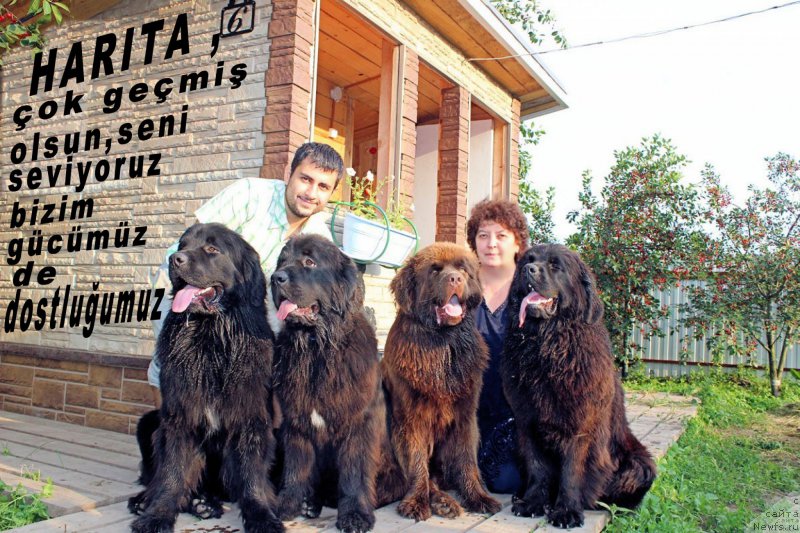 Фото: ньюфаундленд Браунблад МСК Хелфи Бэст Армани (Brownblood MSK Helfi Best Armani), Владимир Хачатрян, ньюфаундленд Мерседес Вялiкi Мядзведзь (Mercedes Vialiki Miadzvedz), Елена Шмелева, ньюфаундленд Браунблад МСК Харрикейн Хиггенс (Brownblood MSK Harricane Higgins), ньюфаундленд Браунблад МСК Харита Хавва (Brownblood MSK Harita Havva)