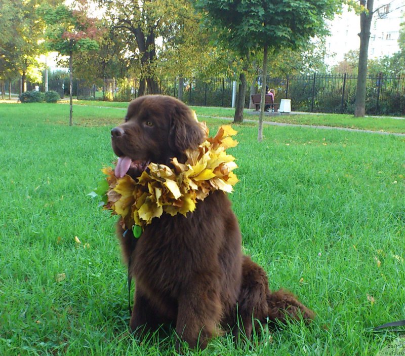Фото: ньюфаундленд Нэш Соллар Винд