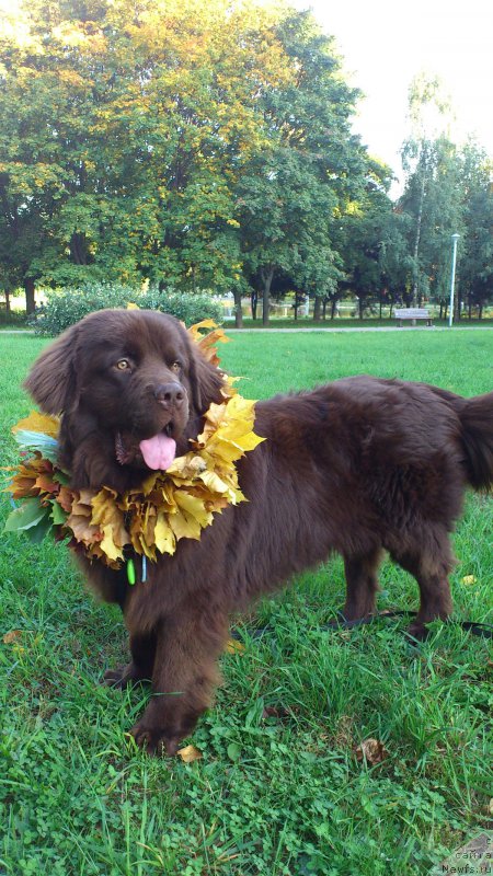 Фото: ньюфаундленд Нэш Соллар Винд