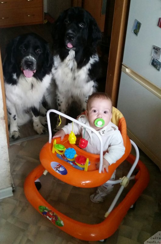 Фото: ньюфаундленд Сент Джонс Донна Саммер (Sent Djons Donna Summer), ньюфаундленд Сент Джонс Интрига