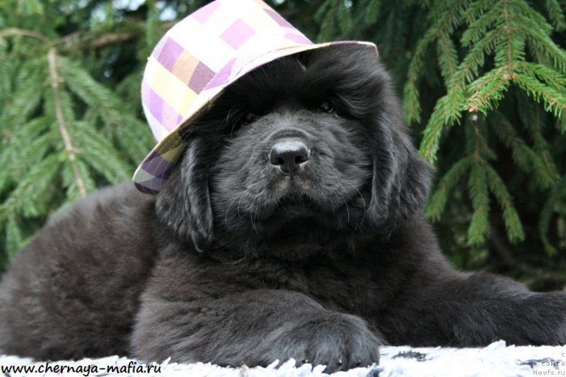 Фото: ньюфаундленд Черная Мафия Асе ин тхе Холе (Chernaya Mafia Ace in the Hole)