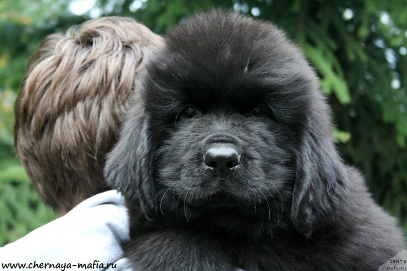 Фото: ньюфаундленд Черная Мафия Асе ин тхе Холе (Chernaya Mafia Ace in the Hole)