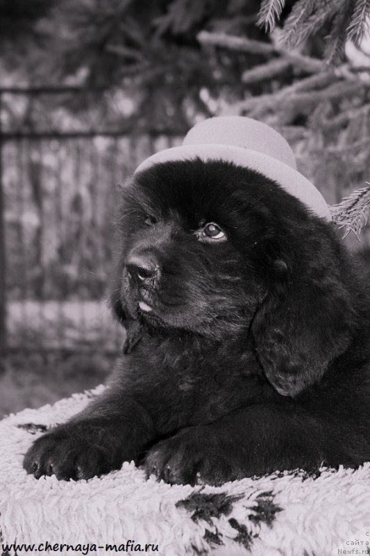 Фото: ньюфаундленд Черная Мафия Аттрактиве Повер (Chernaya Mafia Attractive Power)
