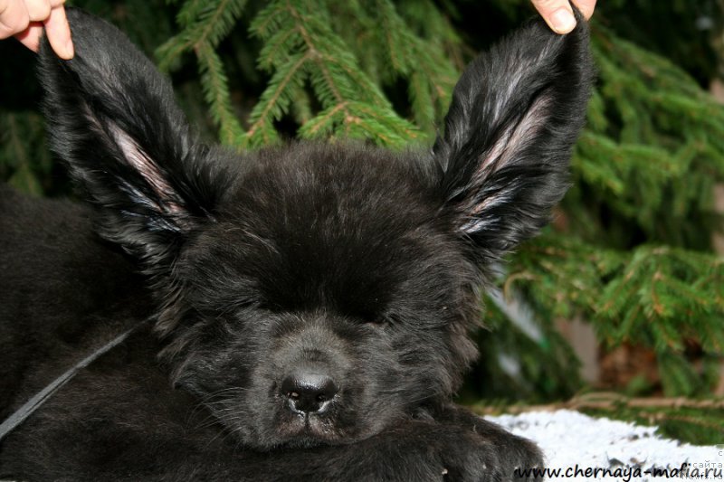 Фотография № 191886