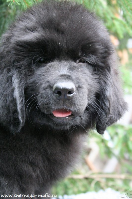 Фотография № 191887