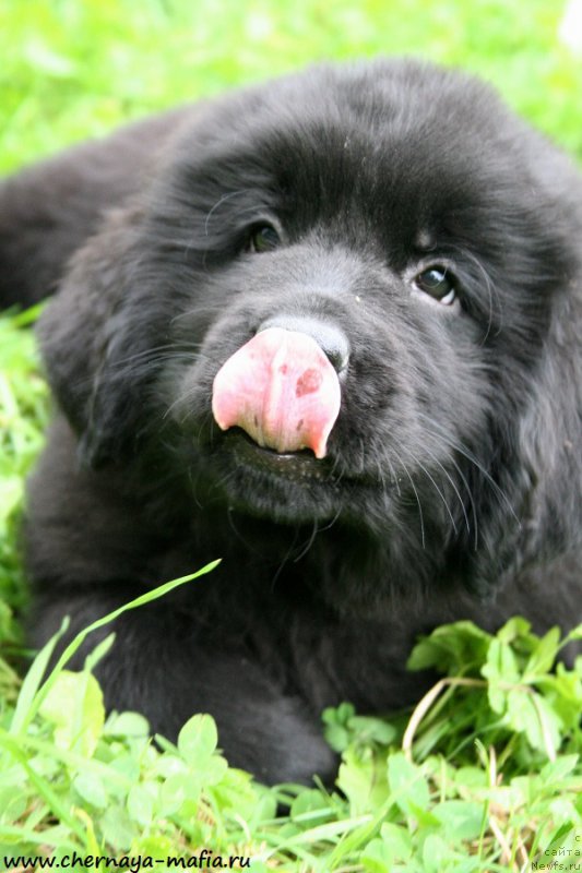 Фотография № 191888