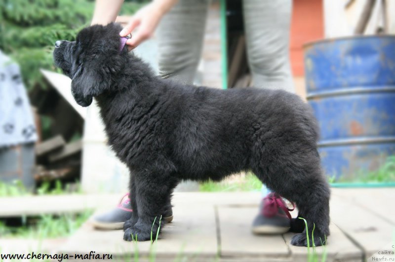 Фотография № 191889