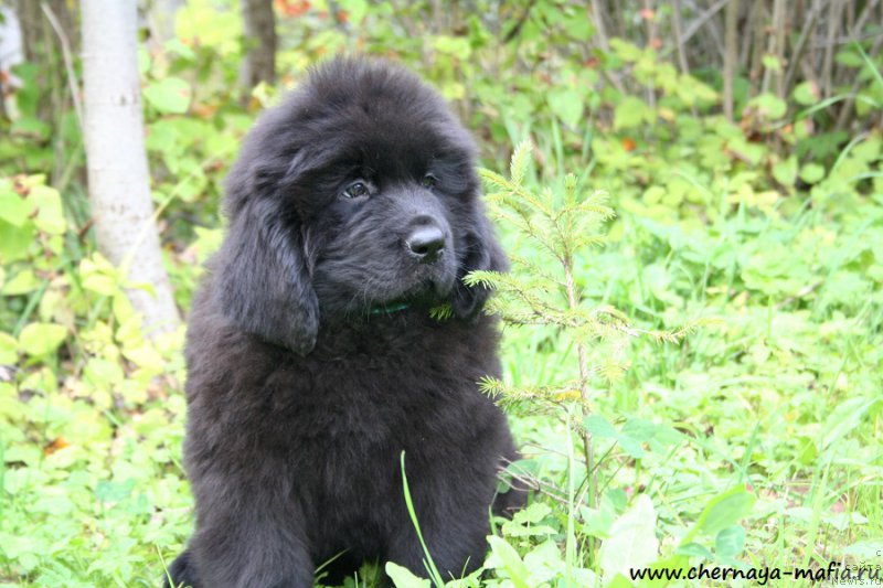 Фото: ньюфаундленд Черная Мафия Абове анд Беуонд (Chernaya Mafia Above and Beyond)