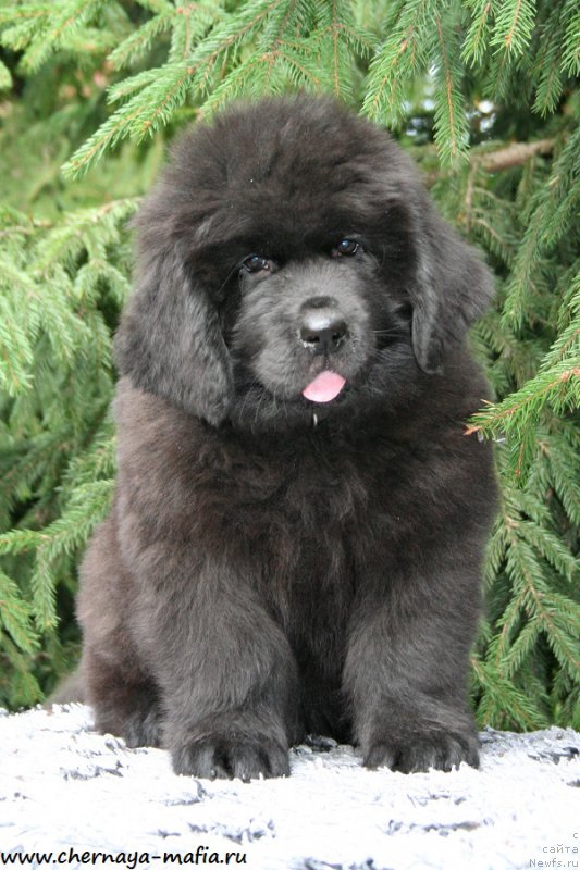 Фото: ньюфаундленд Черная Мафия Абове анд Беуонд (Chernaya Mafia Above and Beyond)