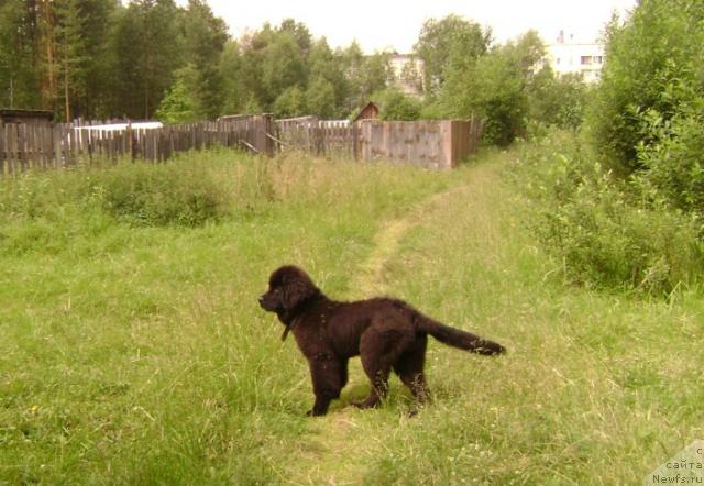 Фото: ньюфаундленд Амазонка Эми Чардишик