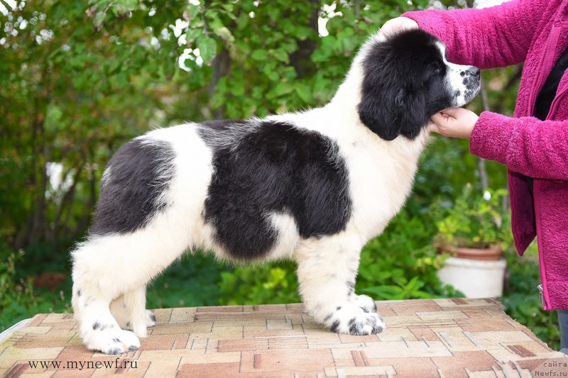 Фотография № 191900