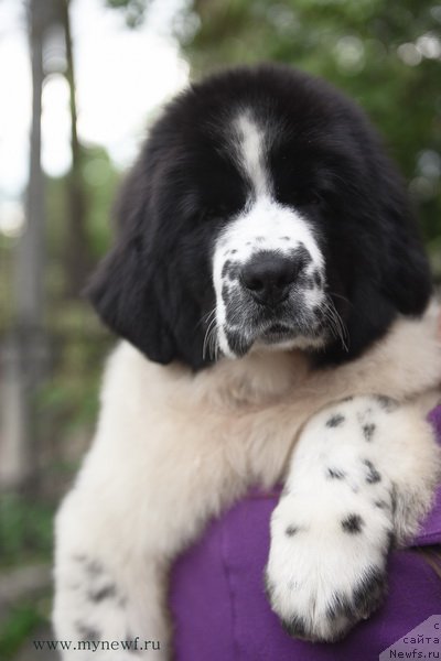 Фотография № 191903