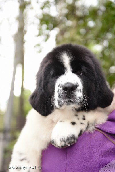 Фотография № 191905