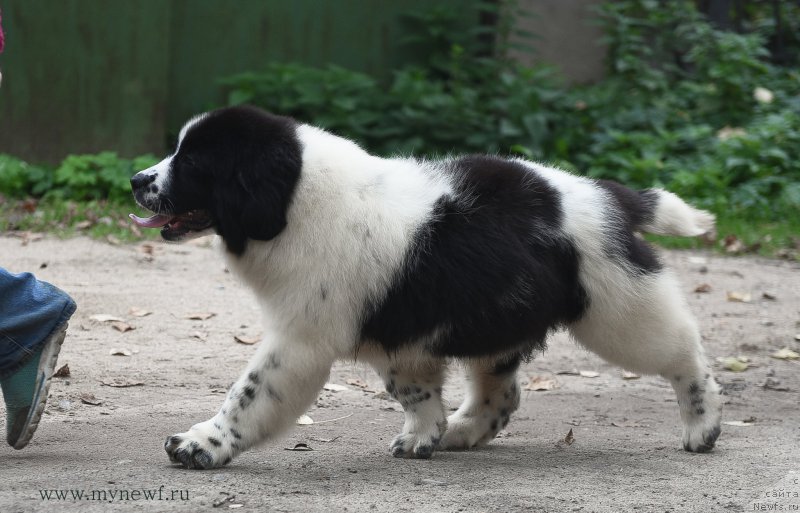 Фотография № 191907