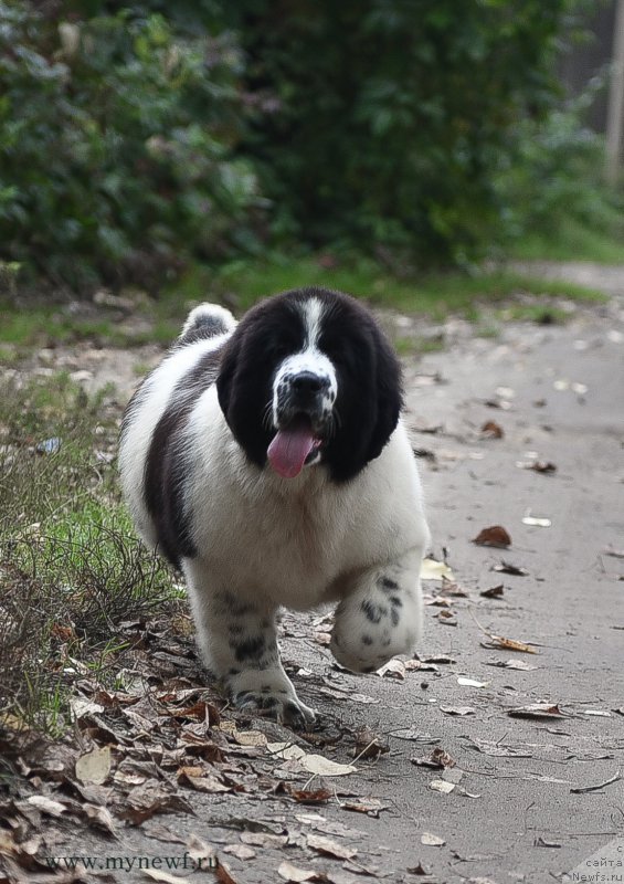 Фотография № 191909