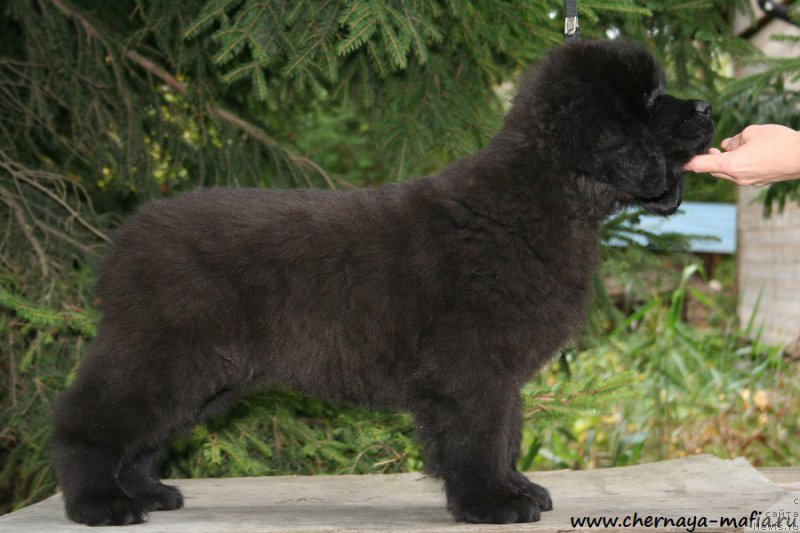 Фото: ньюфаундленд Черная Мафия Ангел Амонг Ус (Chernaya Mafia Аngel Among Us)