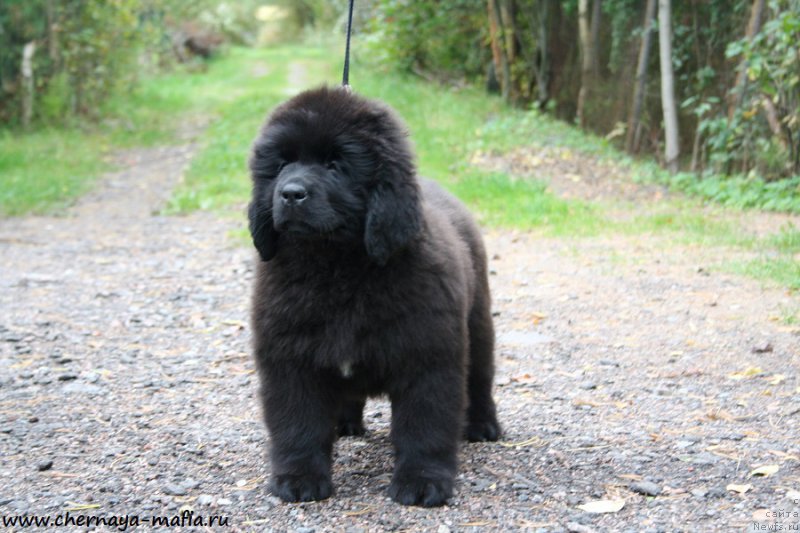 Фото: ньюфаундленд Черная Мафия Ангел Амонг Ус (Chernaya Mafia Аngel Among Us)