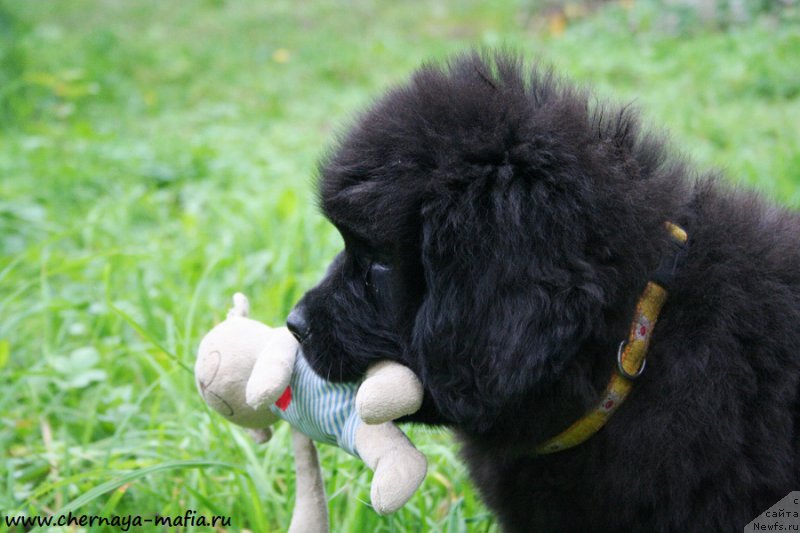 Фото: ньюфаундленд Черная Мафия Ангел Амонг Ус (Chernaya Mafia Аngel Among Us)