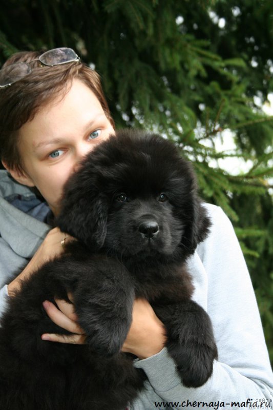 Фото: ньюфаундленд Черная Мафия Ангел Амонг Ус (Chernaya Mafia Аngel Among Us), Ольга Соболева