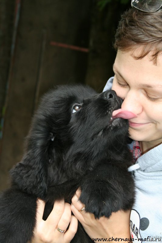 Фото: ньюфаундленд Черная Мафия Ангел Амонг Ус (Chernaya Mafia Аngel Among Us), Ольга Соболева