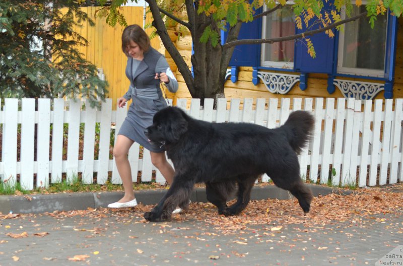 Фото: ньюфаундленд Кипер Соул Лайон Хэерт, Ольга Иванова