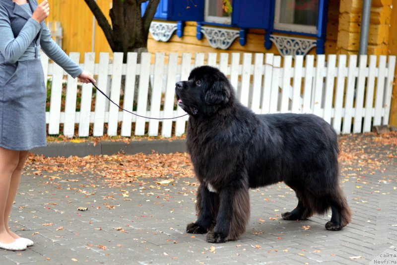 Фото: ньюфаундленд Кипер Соул Лайон Хэерт, Ольга Иванова