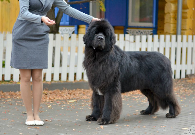 Фото: ньюфаундленд Кипер Соул Лайон Хэерт, Ольга Иванова