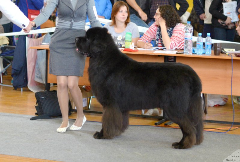 Фото: ньюфаундленд Кипер Соул Лайон Хэерт, Ольга Иванова