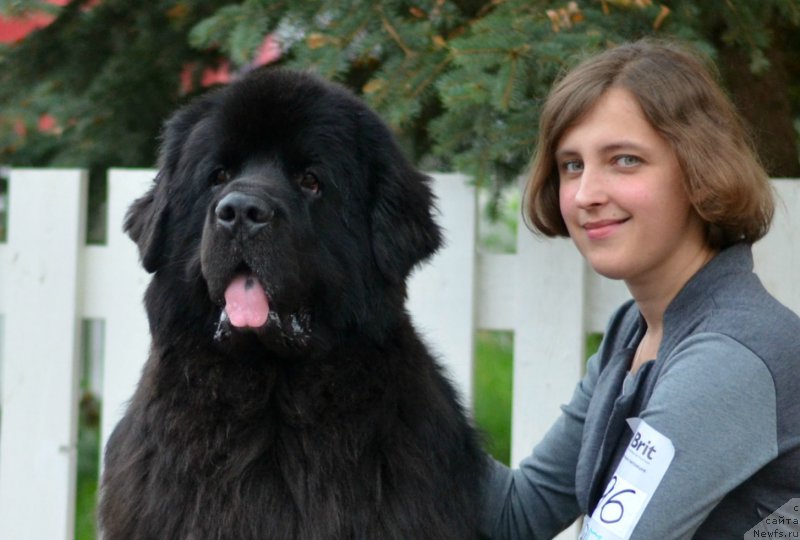 Фото: ньюфаундленд Кипер Соул Лайон Хэерт, Ольга Иванова