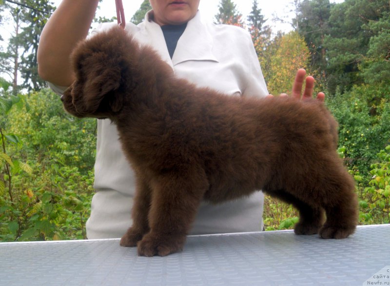 Фото: ньюфаундленд Альфа Дар Окса Вещунья