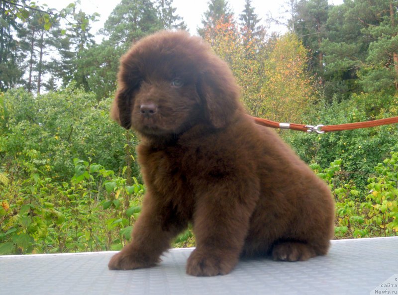 Фото: ньюфаундленд Альфа Дар Окса Вещунья