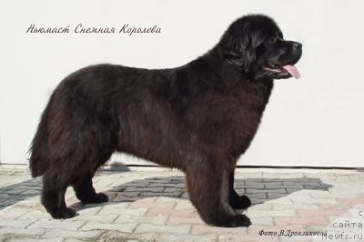 Фото: ньюфаундленд Ньюмаст Снежная Королева