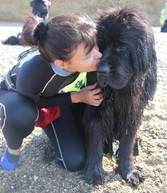 Фото: ньюфаундленд Бегущая по Волнам Ринг оф Фире (Beguschaya po Volnam Ring of Fire), Олеся Архипова
