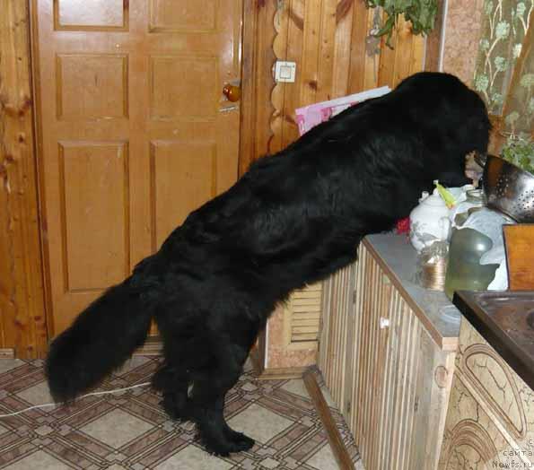 Фото: ньюфаундленд Сент Джонс Орфей