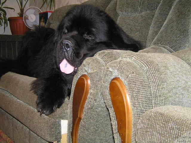 Фото: ньюфаундленд Его Высочество от Сибирского Медведя (Ego Vysochestvo ot Sibirskogo Medvedja)