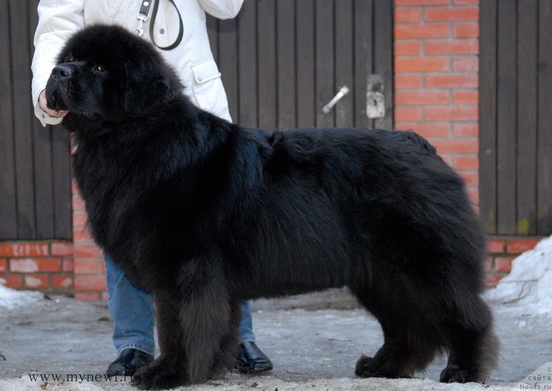 Фото: ньюфаундленд Сент Джонс Земфира (Sent Djons Zemfira)