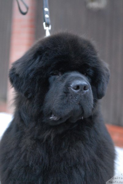 Фото: ньюфаундленд Сент Джонс Земфира (Sent Djons Zemfira)