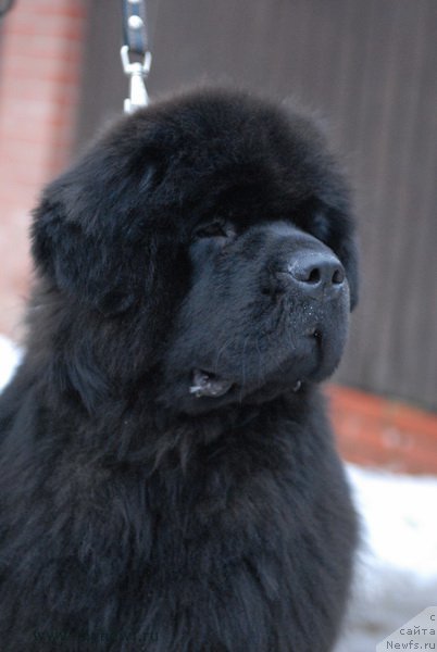 Фото: ньюфаундленд Сент Джонс Земфира (Sent Djons Zemfira)