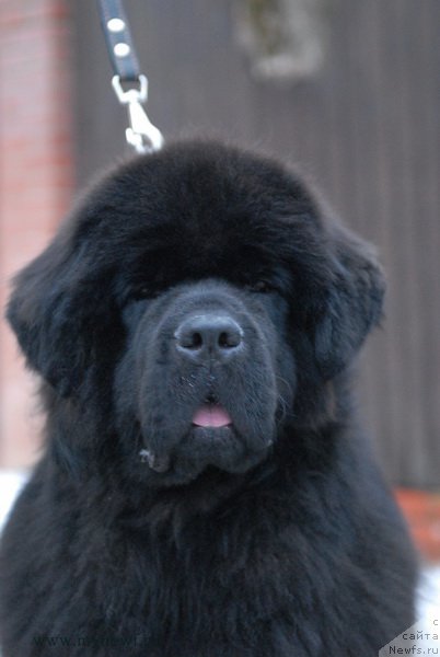 Фото: ньюфаундленд Сент Джонс Земфира (Sent Djons Zemfira)