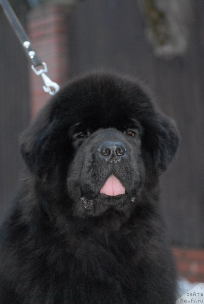 Фото: ньюфаундленд Сент Джонс Земфира (Sent Djons Zemfira)