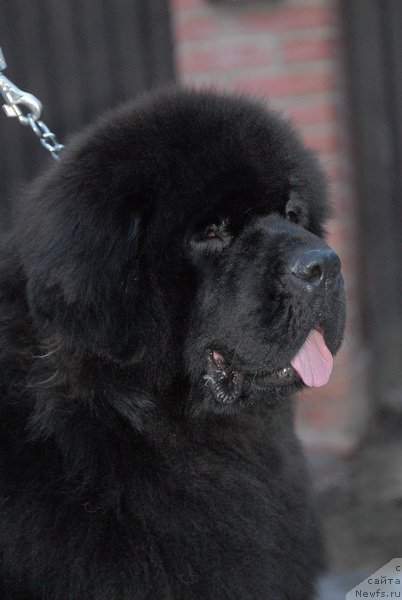 Фото: ньюфаундленд Сент Джонс Земфира (Sent Djons Zemfira)