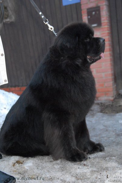 Фото: ньюфаундленд Сент Джонс Земфира (Sent Djons Zemfira)