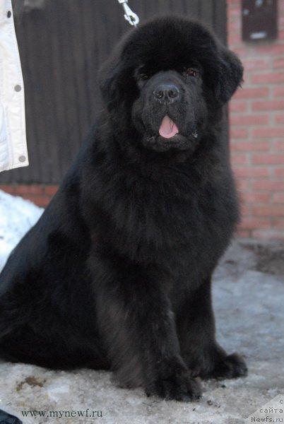 Фото: ньюфаундленд Сент Джонс Земфира (Sent Djons Zemfira)