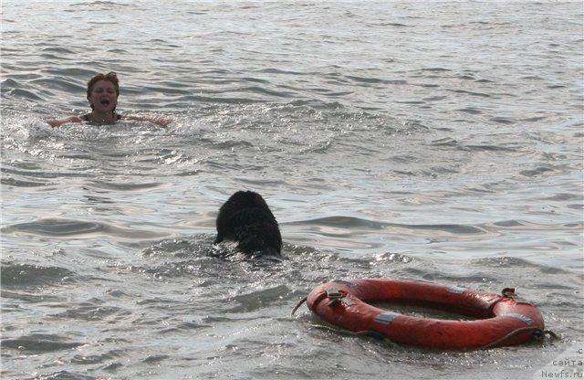 Фото: ньюфаундленд Drive Me Crazy of Apachee's Home