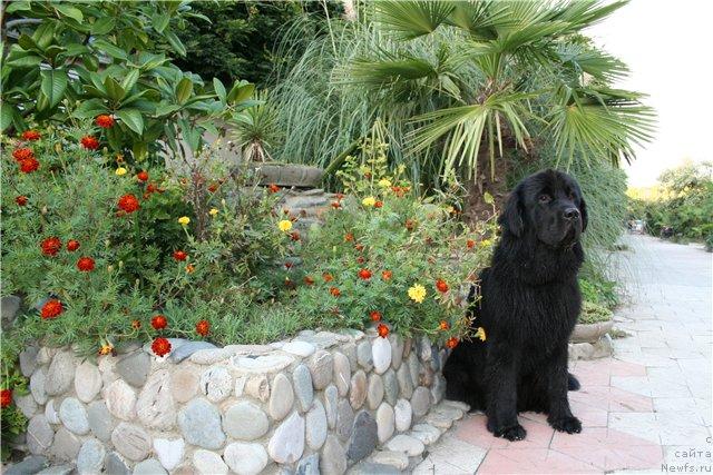 Фото: ньюфаундленд Drive Me Crazy of Apachee's Home