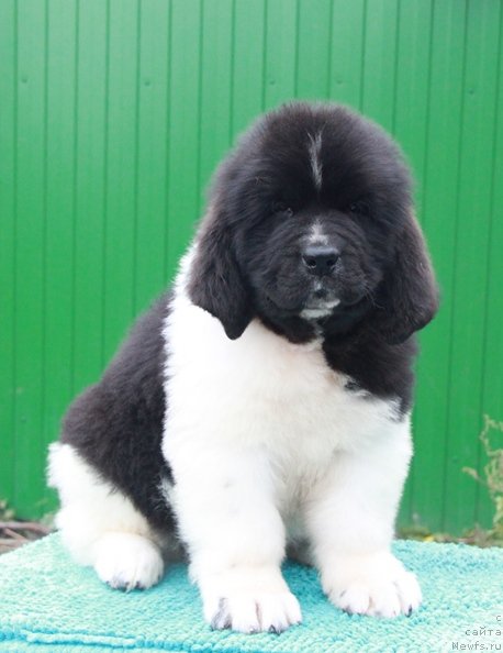 Фото: ньюфаундленд Аквиан Сонг Руле зе Ворлд