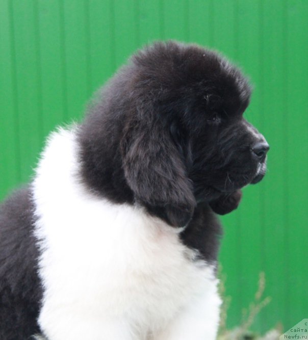 Фото: ньюфаундленд Аквиан Сонг Руле зе Ворлд